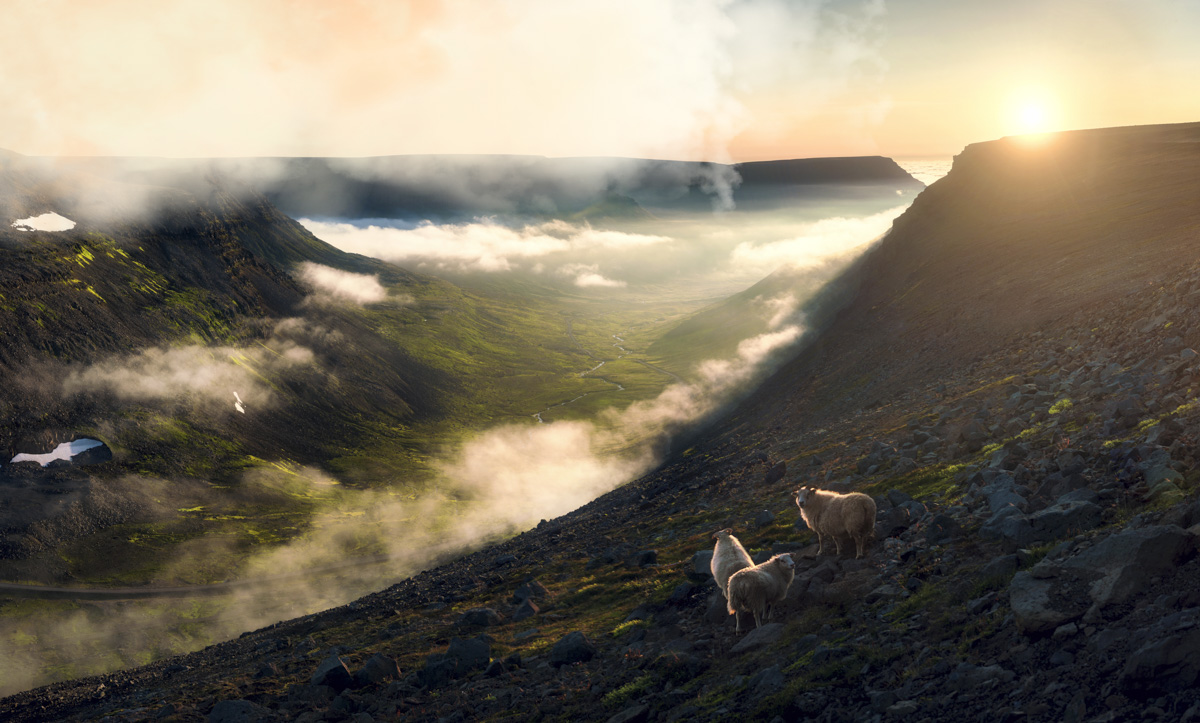 Schafe über dem Nebelmeer, Sonnenaufgang im Bergtal der Westfjorde, Magisch - Landschaftsfotografie Island