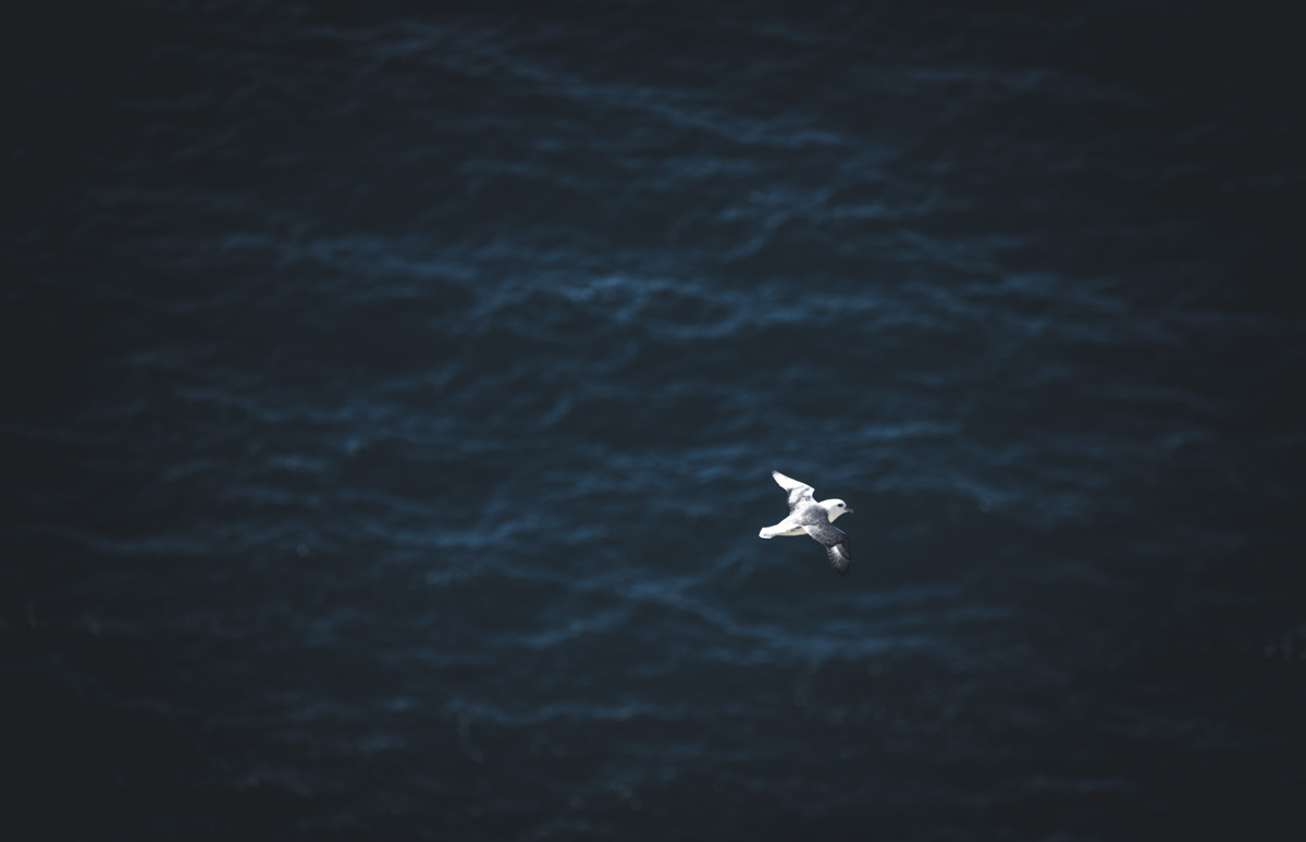 Färöer Eissturmvogel, Fulmar im Flug über dunklem Nordatlantik, Minimalistisch - Tierfotografie Färöer