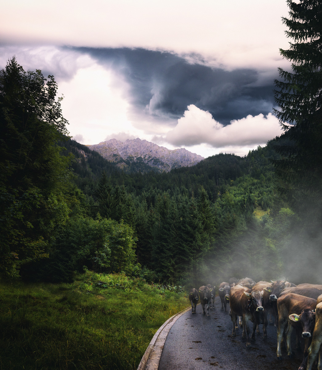 Hinterstein, Allgäuer Braunvieh beim Viehscheid auf der Bergstraße, Traditioneller Almabtrieb - Tierfotografie Allgäu