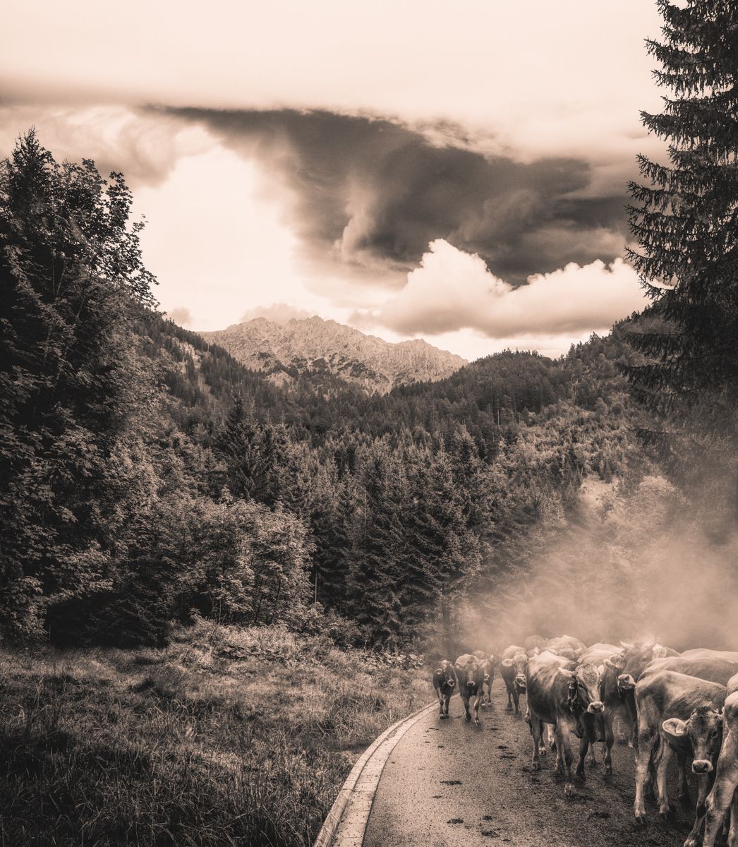Hinterstein, Kuhherde auf Bergstraße im Staubwirbel unter Gewitterwolken, Sepia Hochformat - Tierfotografie Oberallgäu