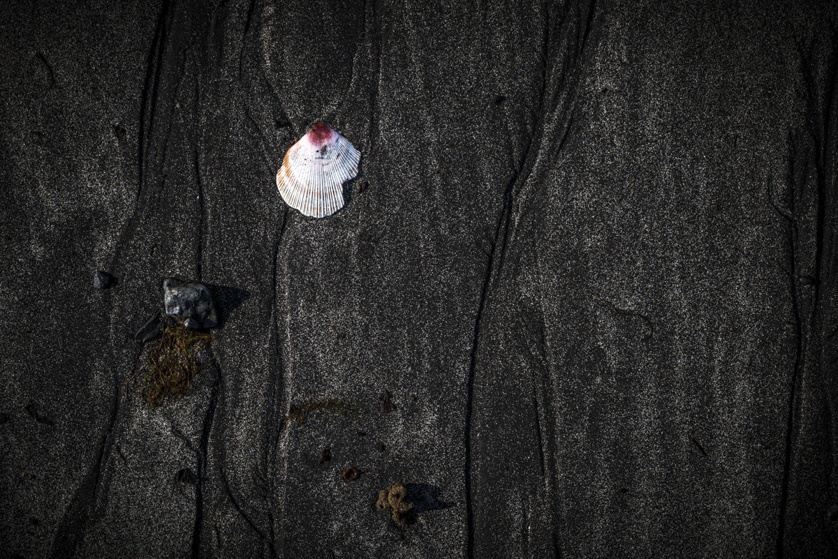 Muschel auf schwarzem Sand, Weiße Jakobsmuschel auf Vulkansand, Minimalistisch - Detailfotografie Island