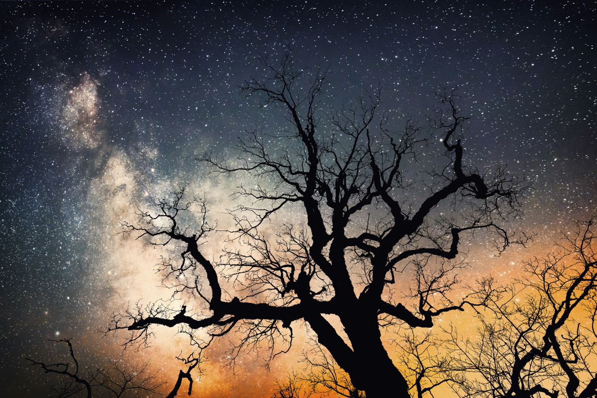 Hinterstein, Milchstraße über knorriger Baumsilhouette in der Frühlingsnacht, Astrofotografie - Sternenfotografie Allgäu