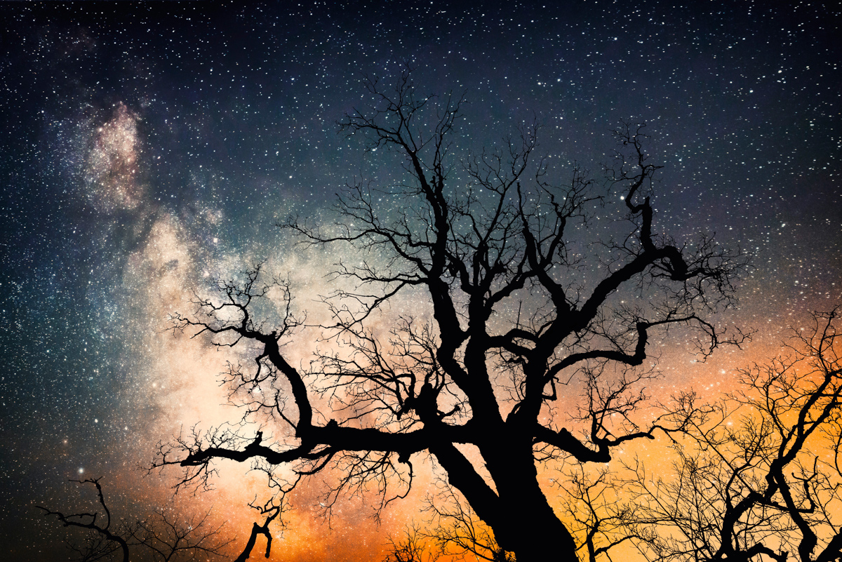 Milchstraße durch knorrigen Baum, Kunstvolle Silhouette vor Sternenhimmel bei Hinterstein, Grafisches Meisterwerk