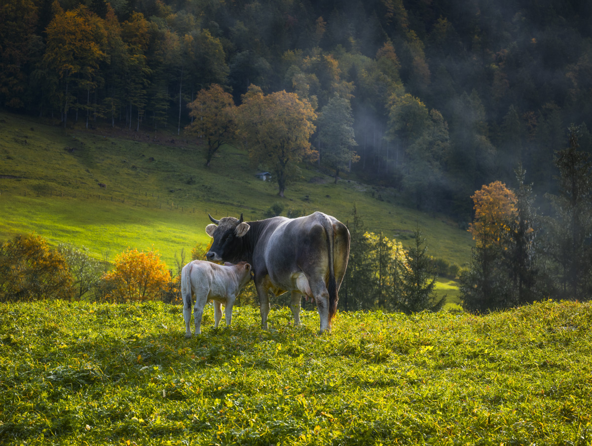 Mutterkuh mit Kalb, Braunvieh im Herbst auf der Almwiese, Goldenes Morgenlicht - Tierfotografie Oberallgäu