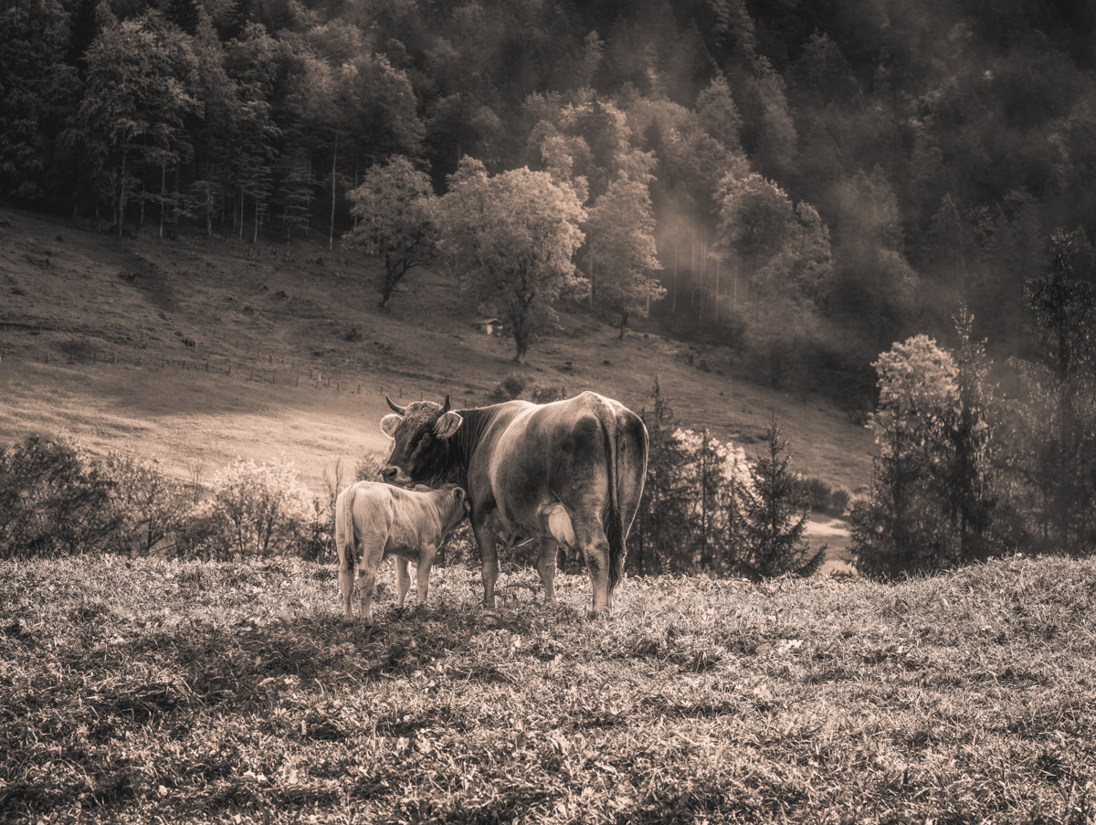 Oberallgäu, Kuh mit saugendem Kalb auf Almwiese im Gegenlicht, Sepia Mutterliebe - Tierfotografie Allgäu