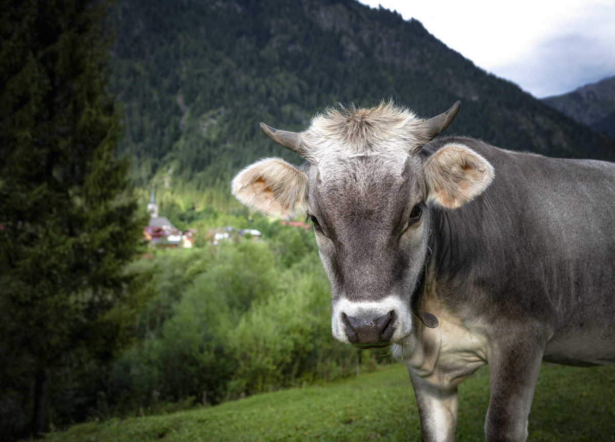 Oberallgäu, Allgäuer Braunvieh-Portrait vor grüner Bergkulisse, Neugieriger Blick einer Almkuh - Landschaftsfotografie Allgäu
