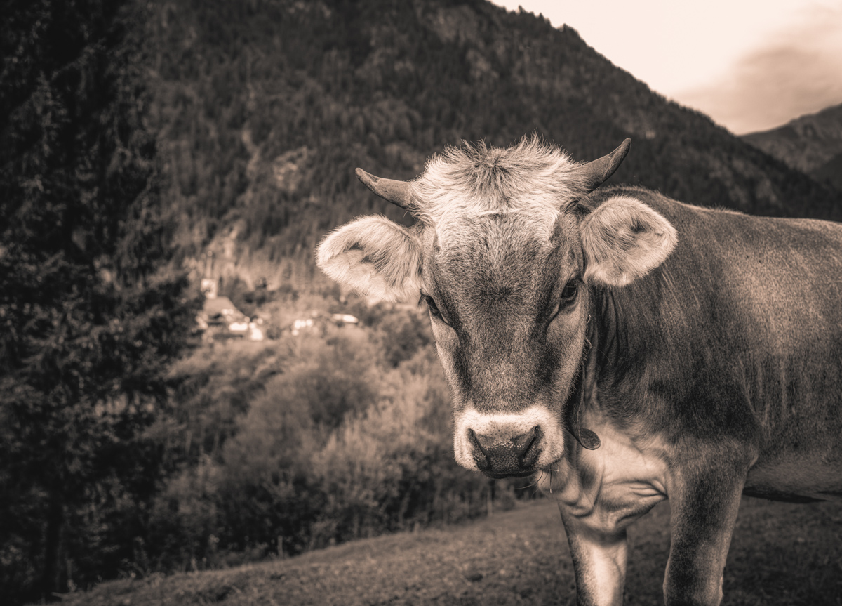 Oberallgäu, Braunvieh-Portrait frontal mit Hörnern und Bergdorf, Sepia Nahaufnahme - Tierfotografie Allgäu