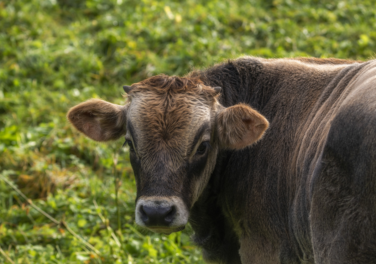 Oberallgäu, Junges Allgäuer Braunvieh auf der Bergweide, Nahaufnahme eines neugierigen Jungrinds - Landschaftsfotografie