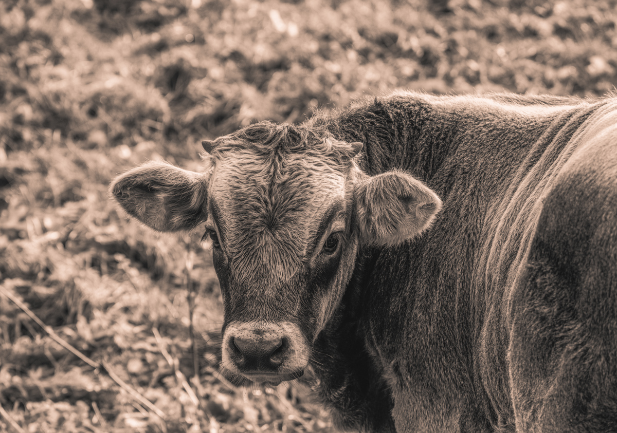 Oberallgäu, Neugieriges Jungrind-Portrait mit nassem Fell, Sepia Nahaufnahme - Tierfotografie Allgäu