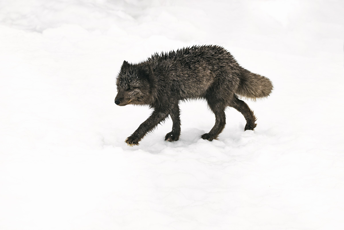 Polarfuchs im Winterfell auf Schnee, Dunkler Blaufuchs Island, Tierfotografie Hornstrandir