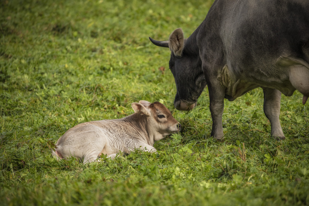 Oberallgäu, Mutterkuh mit neugeborenem Kalb auf der Almwiese, Zärtlicher Moment zwischen Kuh und Kälbchen