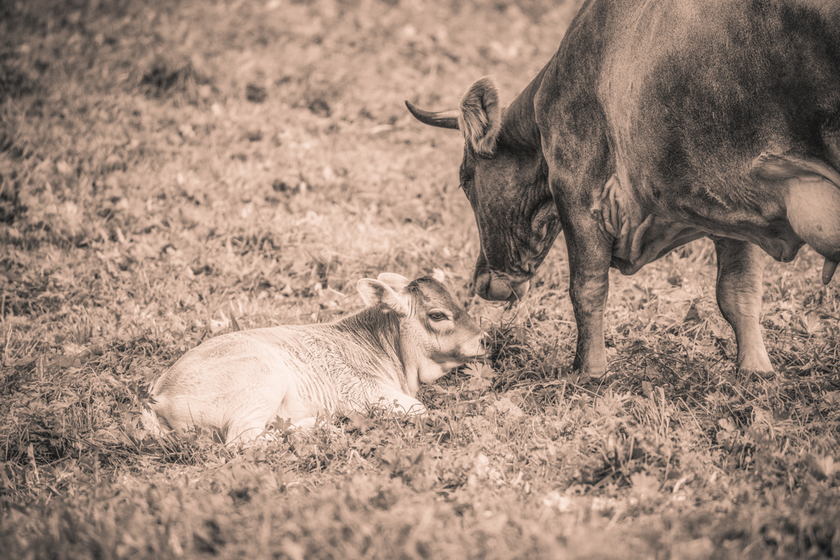 Oberallgäu, Mutterkuh beugt sich über liegendes Kalb, Sepia Fürsorge - Tierfotografie Allgäu