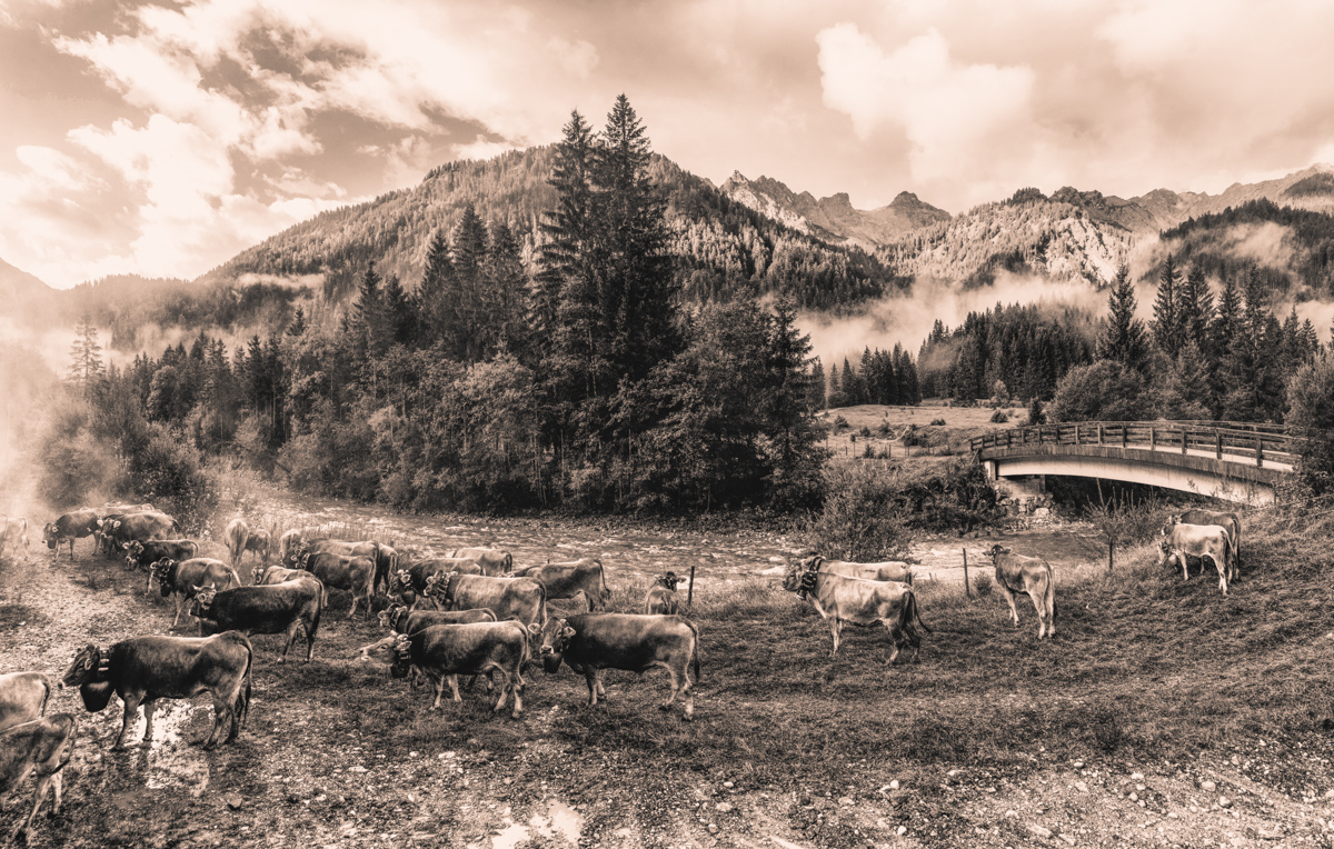 Hinterstein, Kuhherde am Sammelplatz mit Brücke und Bergkulisse, Sepia Almabtrieb - Tierfotografie Oberallgäu