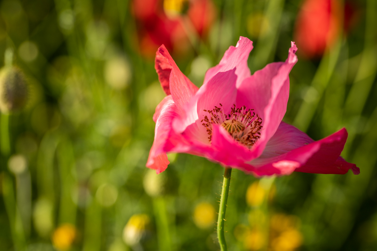 Blütenzauber, Rosa Mohnblüte im warmen Sonnenlicht, Makroaufnahme - Blumenfotografie