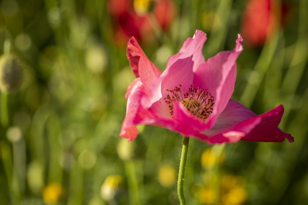 Allgäu, Rosa Schlafmohn im Sommerlichen Blumenfeld, Zarte Blüte im goldenen Gegenlicht - Landschaftsfotografie Oberallgäu