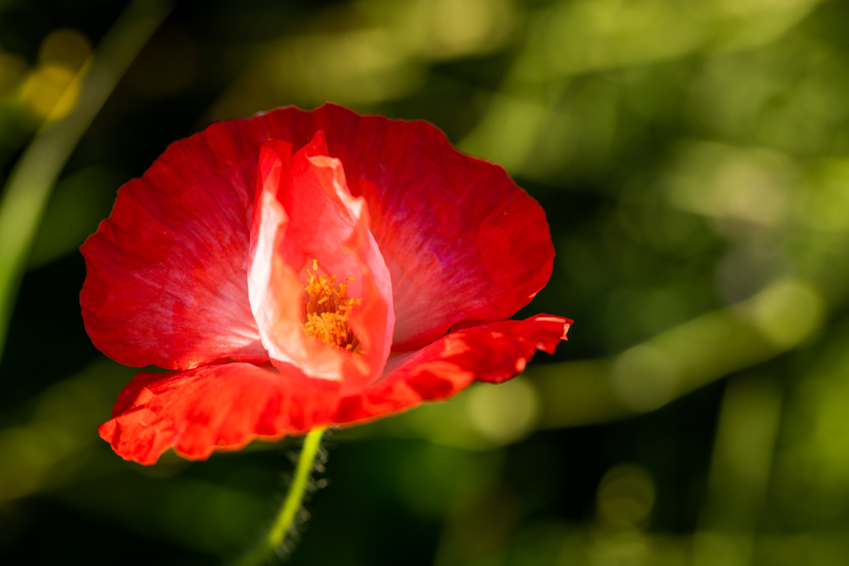 Klatschmohn, Einzelne rote Mohnblüte im Gegenlicht, Dramatik - Blumenfotografie