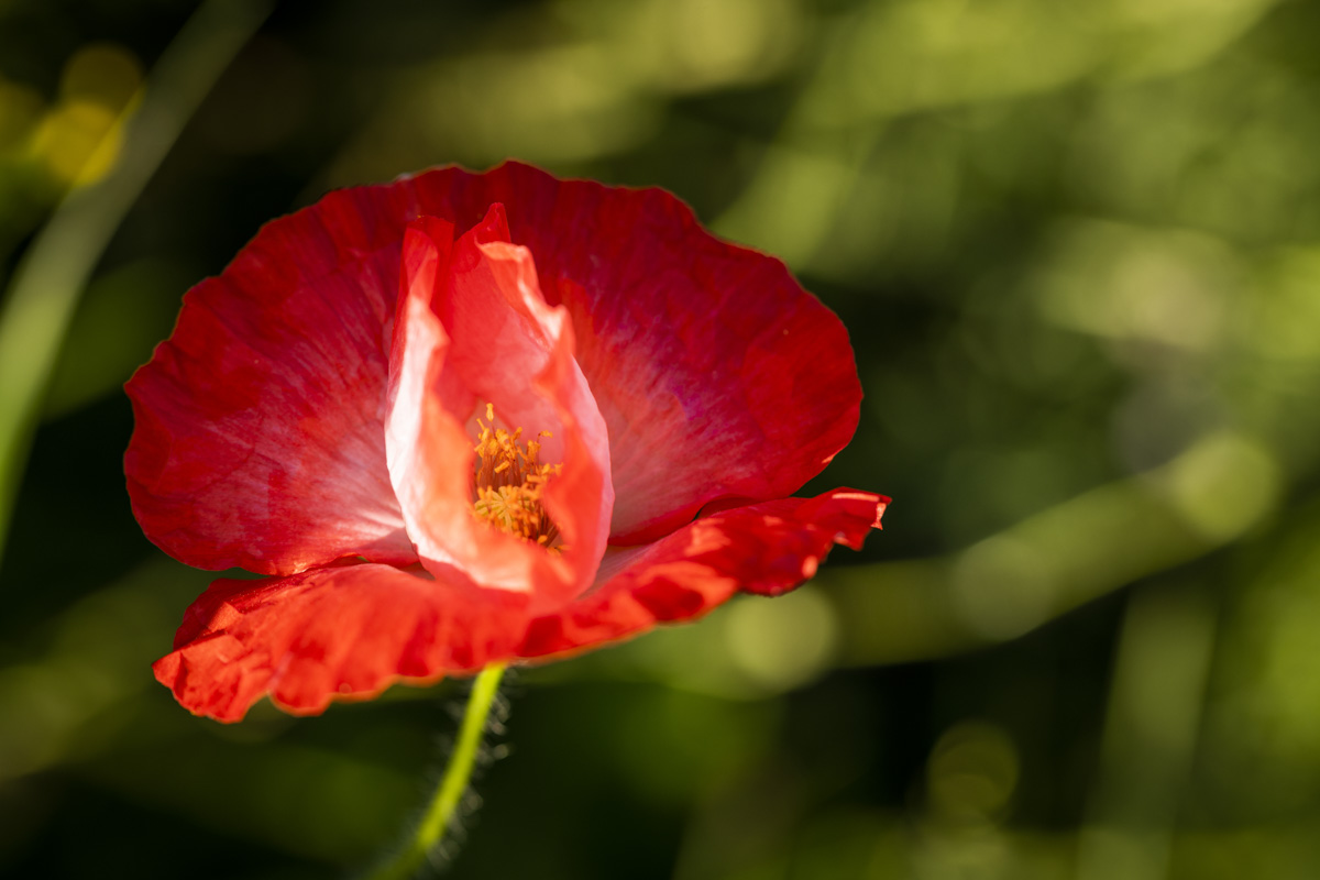 Allgäu, Leuchtende Mohnblüte im dramatischen Gegenlicht, Blumenfotografie - Makrofotografie Allgäu
