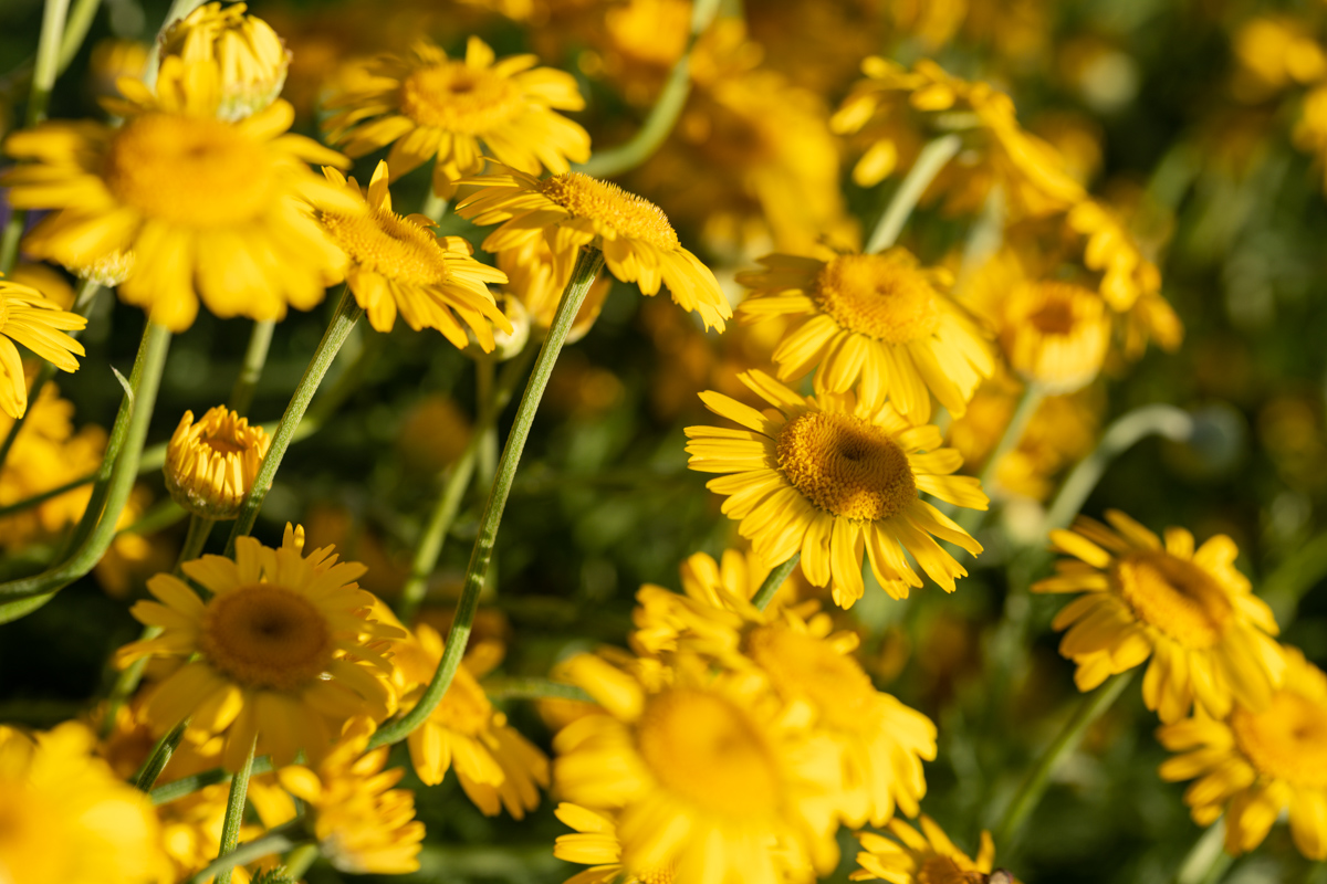 Sommerblumen, Gelbe Chrysanthemen im warmen Sonnenlicht, Blütenpracht - Blumenfotografie