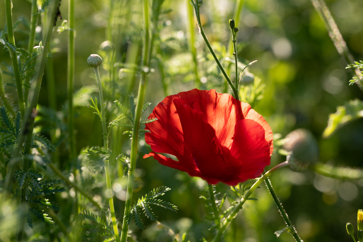 Wildblumenwiese, Einzelner Klatschmohn zwischen Gräsern im Gegenlicht, Verträumt - Blumenfotografie