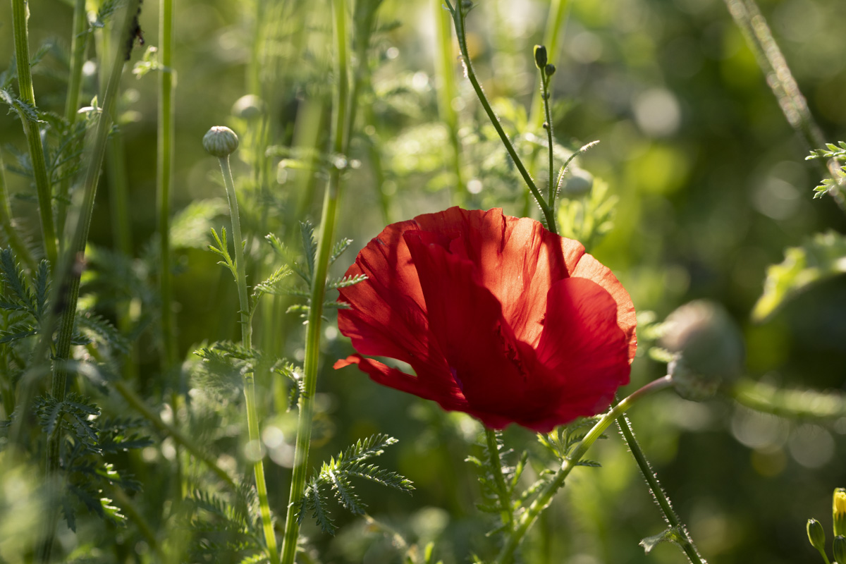 Allgäu, Rote Mohnblume im sommerlichen Blumenfeld mit Gegenlicht, Blumenfotografie - Naturfotografie Allgäu