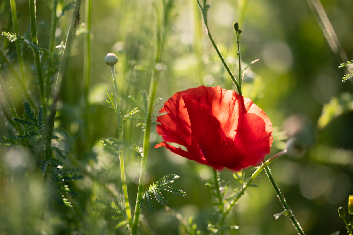 Klatschmohn, Rote Mohnblüte zwischen grünen Gräsern im Sonnenlicht, Natürlich - Blumenfotografie