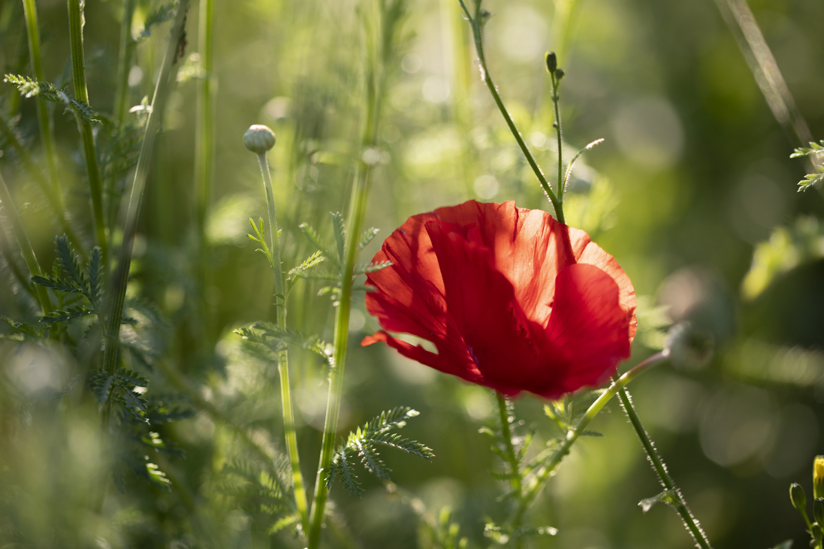 Allgäu, Roter Klatschmohn im sommerlichen Gegenlicht, Leuchtende Mohnblüte zwischen Gräsern - Landschaftsfotografie