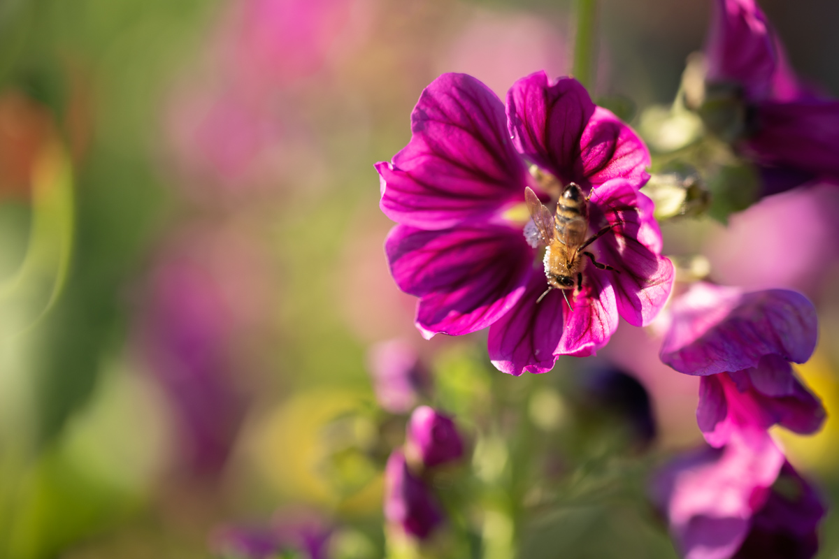 Bestäubung, Honigbiene auf violetter Malvenblüte im Sommerlicht, Naturschauspiel - Blumenfotografie