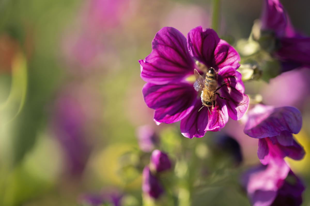 Allgäu, Wilde Malve mit Honigbiene im Sommerlicht, Lila Blüte mit Bestäuber im Bokeh - Landschaftsfotografie Oberallgäu