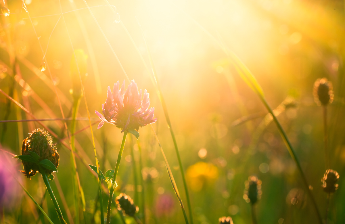 Goldene Stunde, Kleeblüte auf der Sommerwiese im Sonnenuntergang, Magisch - Blumenfotografie