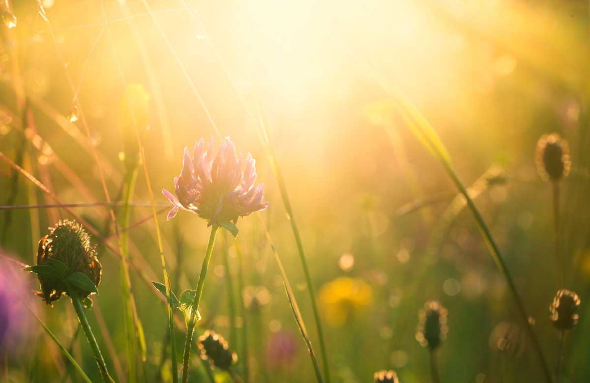 Allgäu, Wiesenklee im goldenen Gegenlicht, Sommerliche Blumenwiese in warmer Abendstimmung - Landschaftsfotografie Oberallgäu