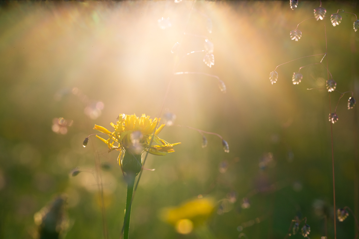 Lichtzauber, Gelbe Wildblüte im goldenen Gegenlicht mit Gräsern, Verträumt - Blumenfotografie
