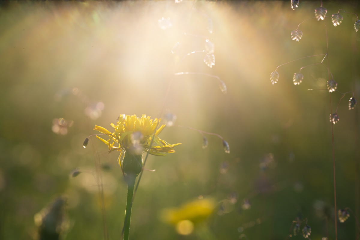 Allgäu, Gelbe Wiesenblume im sommerlichen Gegenlicht, Zarte Blüte mit Zittergras in goldener Stunde - Landschaftsfotografie