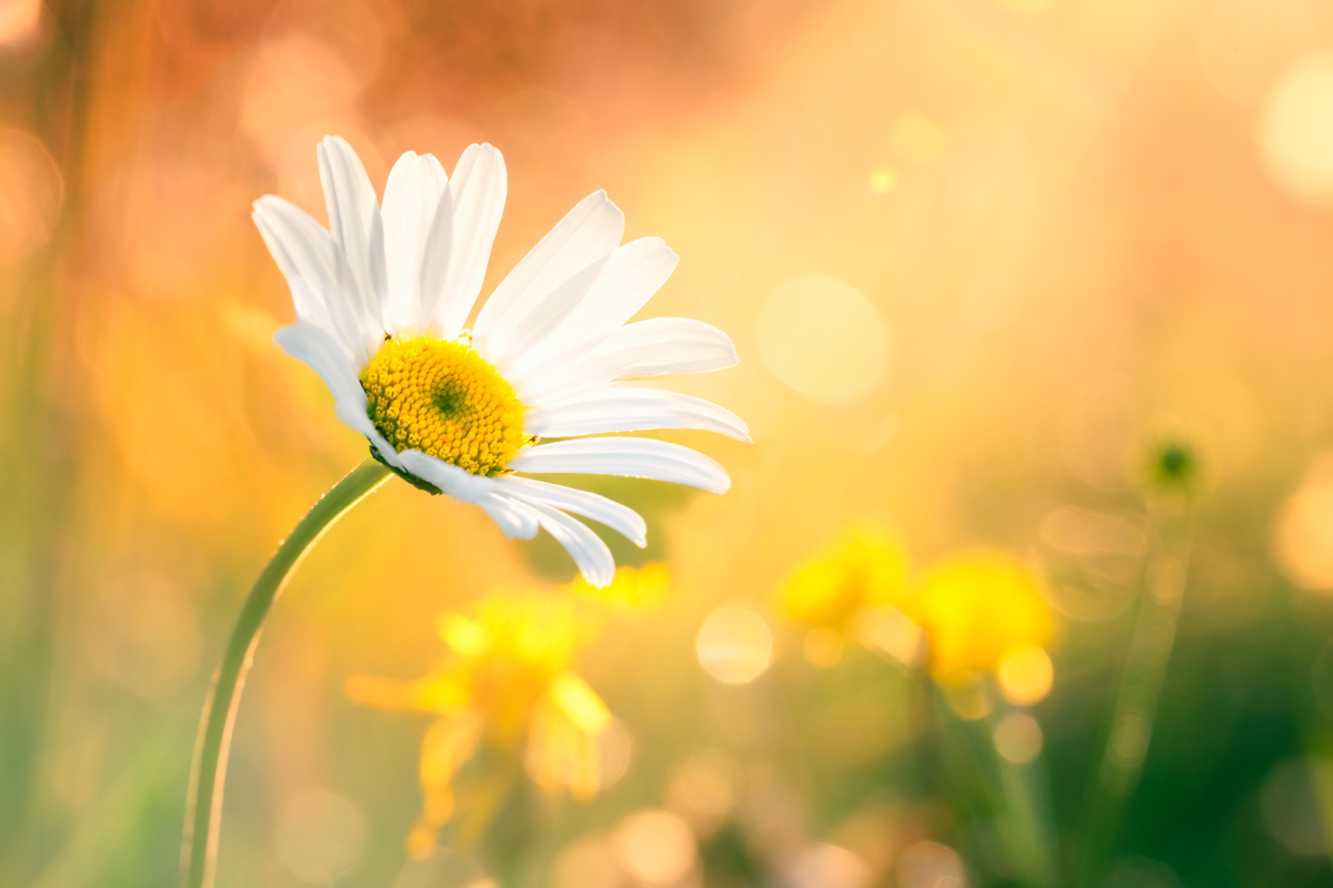 Margerite, Weiße Gänseblümchenblüte im warmen Abendlicht, Zart - Blumenfotografie