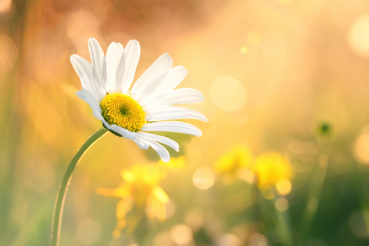 Allgäu, Weiße Margerite in goldener Sommerwiese im Gegenlicht, Blumenfotografie - Naturfotografie Allgäu