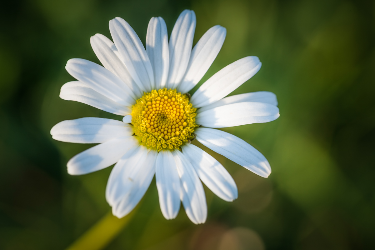 Margerite, Weiße Blüte mit gelbem Herz in Nahaufnahme, Reinheit - Blumenfotografie