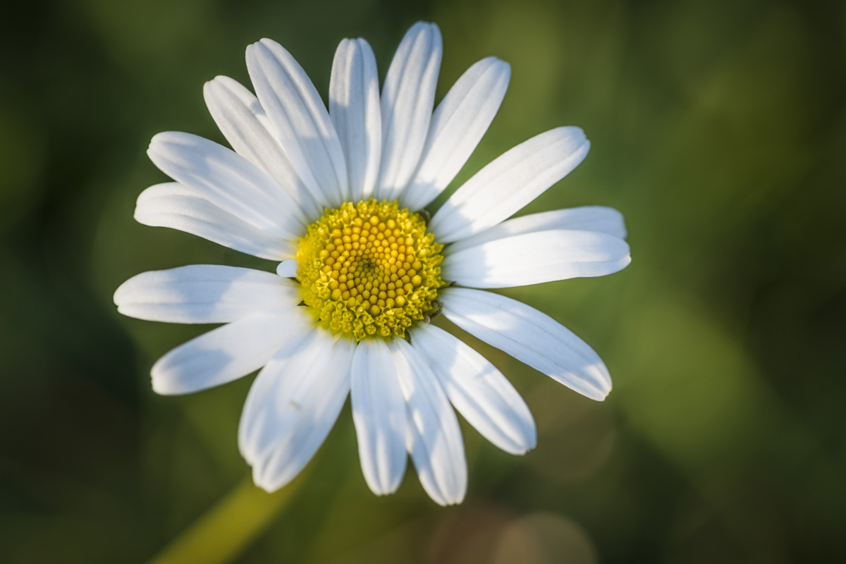 Allgäu, Weiße Margerite in perfekter Symmetrie, Makroaufnahme einer Sommerblüte im Grünen - Landschaftsfotografie Oberallgäu