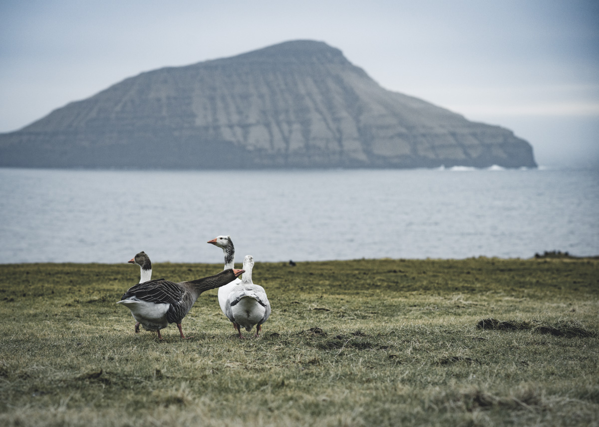 Färöer Inseln, Gänse auf grüner Weide vor nebelverhangener Basaltinsel, Idyllische Tierwelt - Naturfotografie Nordatlantik
