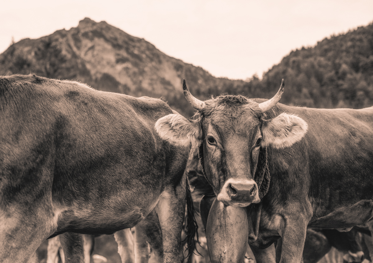 Hinterstein, Kuh frontal in Herde mit Hörnern und Glocke, Sepia Bergsommer - Tierfotografie Oberallgäu