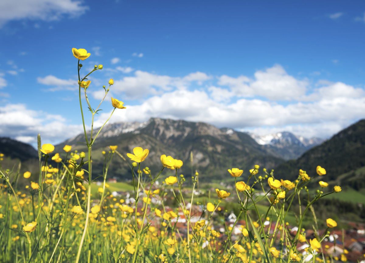 Hindelang, Butterblumenwiese vor dem Iseler im Frühling, Gelbe Blütenpracht vor Allgäuer Bergpanorama