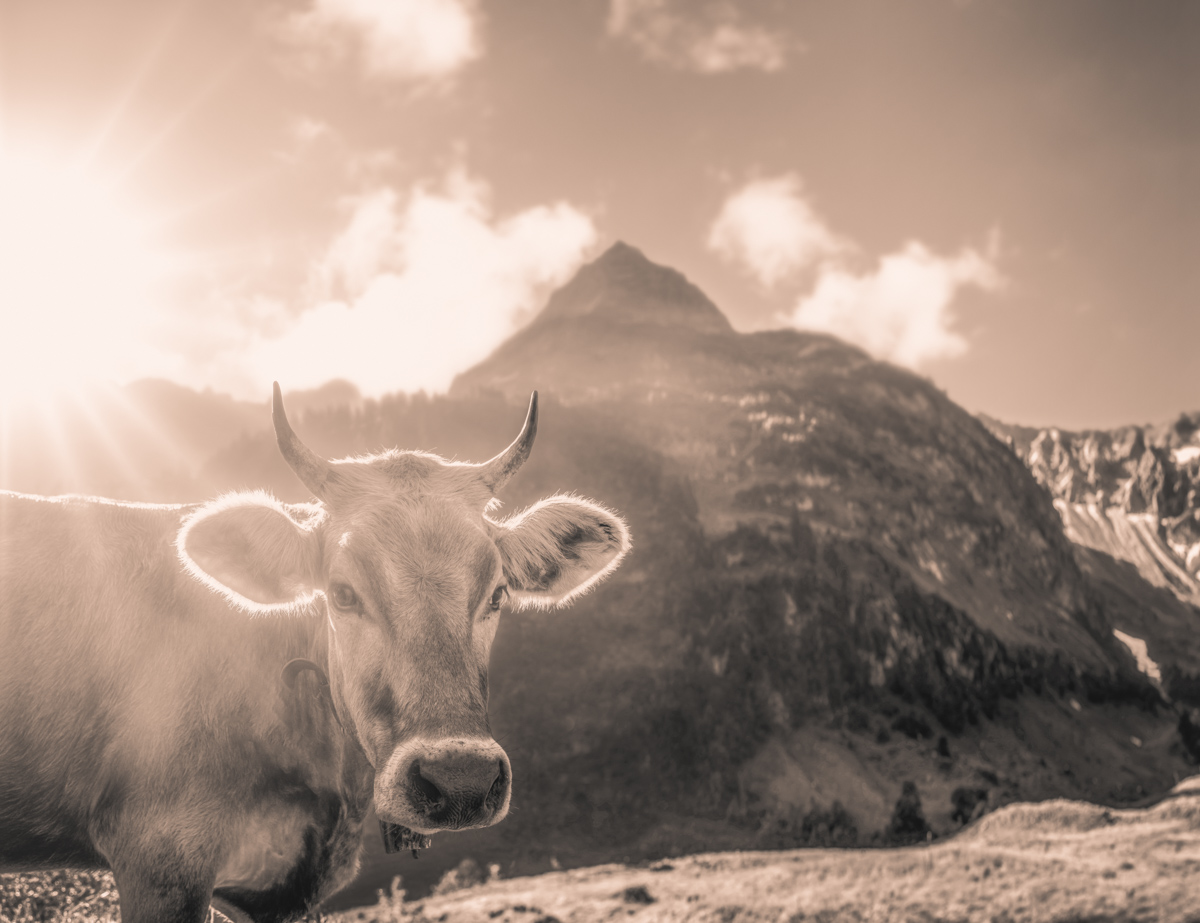 Hinterstein, Kuh im Gegenlicht vor Berggipfel mit Sonnenstrahlen, Sepia Almidylle - Tierfotografie Oberallgäu