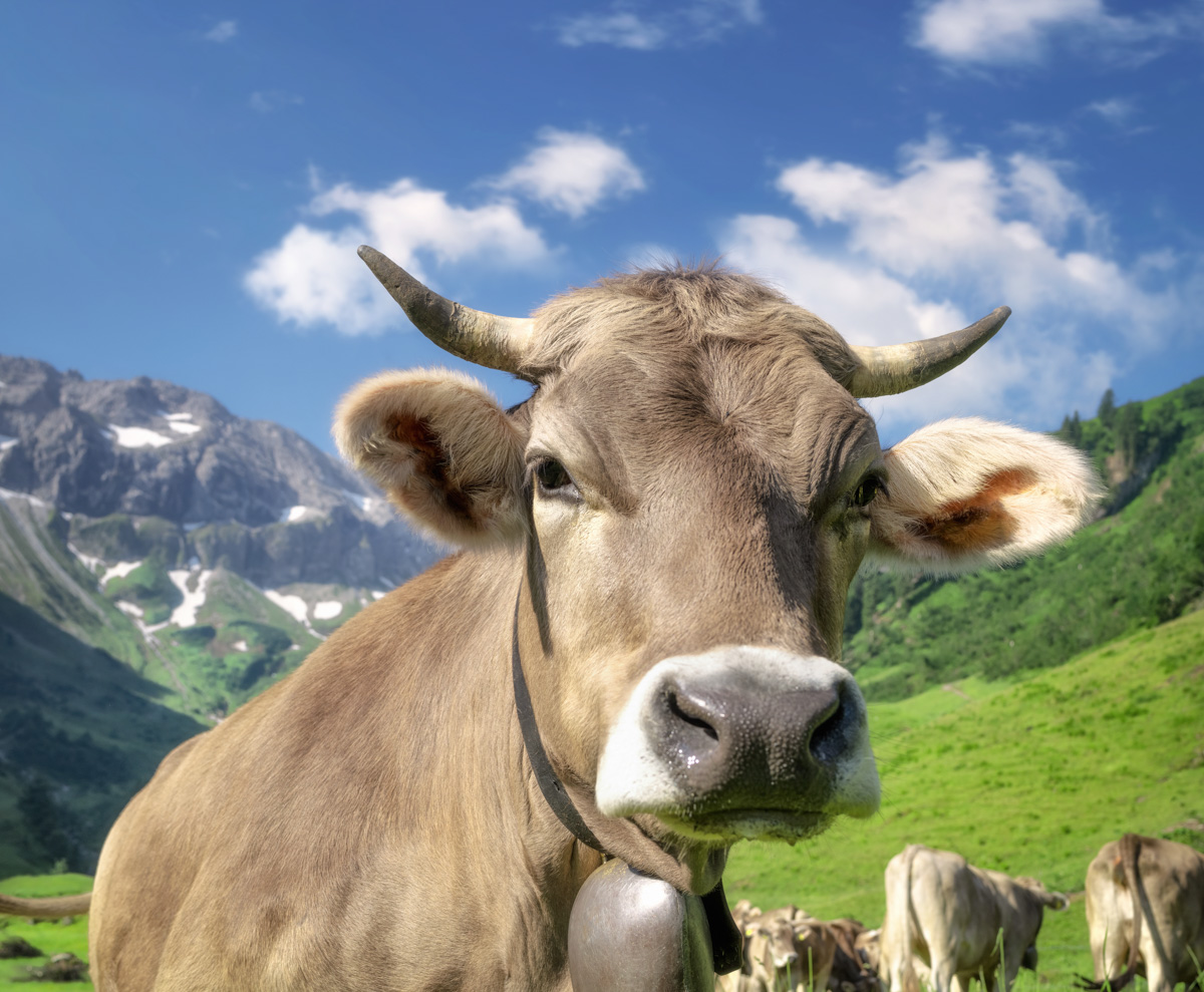 Hinterstein, Allgäuer Braunvieh-Portrait mit Kuhglocke auf der Almwiese, Tierfotografie - Naturfotografie Allgäu