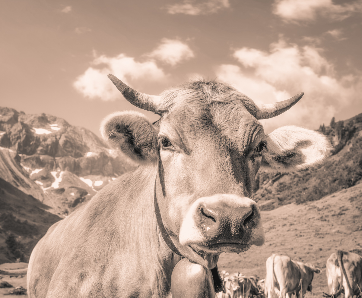 Hinterstein, Kuh-Portrait mit Glocke und Hörnern vor Bergpanorama, Sepia Nahaufnahme - Tierfotografie Oberallgäu