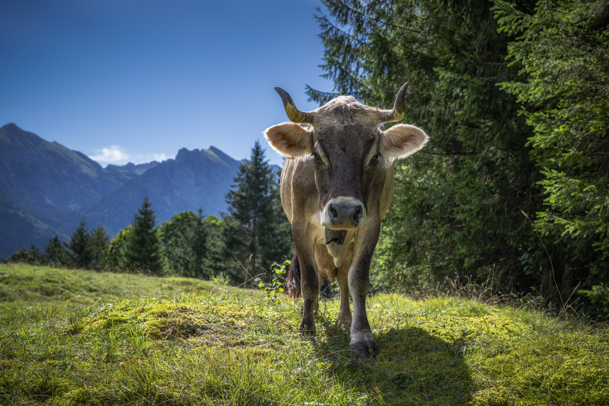 Hinterstein, Allgäuer Braunvieh auf der Waldlichtung, Almkuh zwischen Tannen vor Bergkulisse - Landschaftsfotografie Allgäu