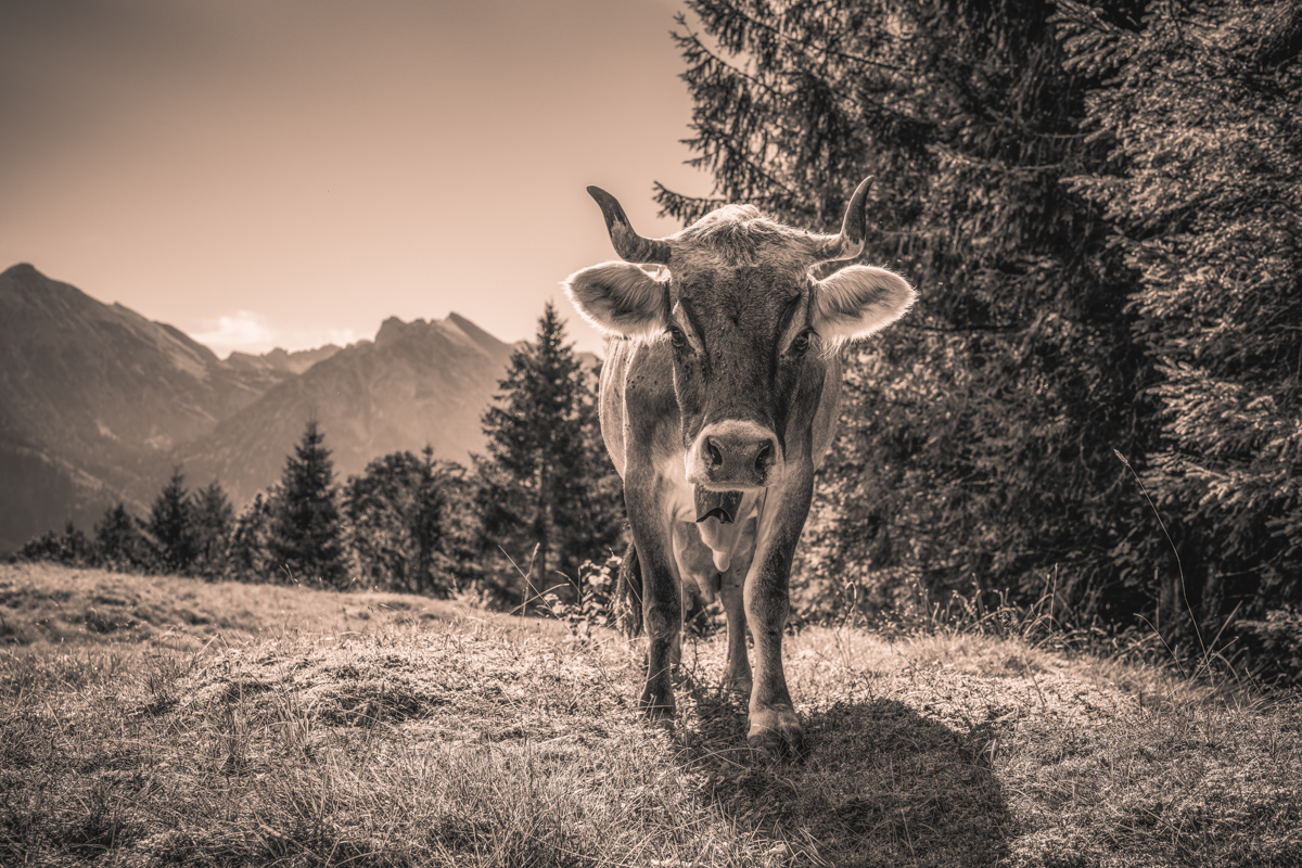 Hinterstein, Kuh frontal auf Almwiese neben Tannen und Berggipfeln, Sepia Bergsommer - Tierfotografie Oberallgäu