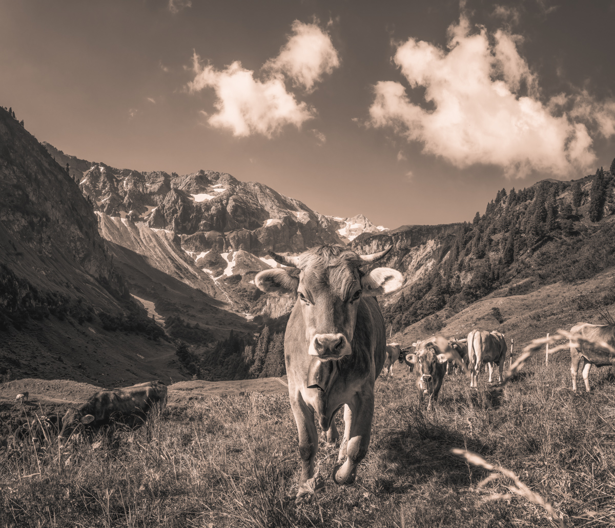 Bärgündle, Kuh frontal mit Herde vor Felswänden und Schneegipfeln, Sepia Hochalm - Tierfotografie Hinterstein