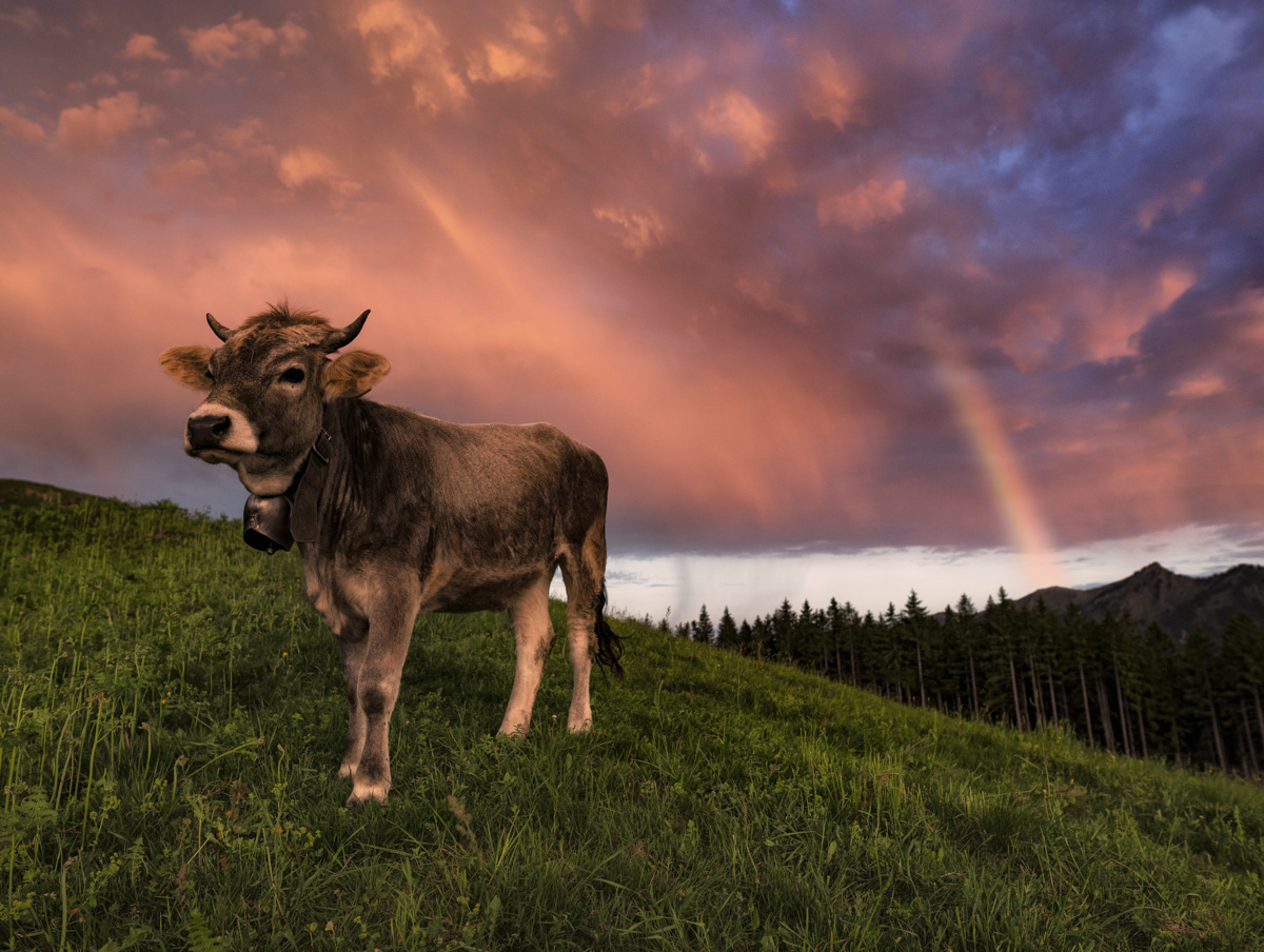 Oberstdorf, Allgäuer Braunvieh auf Almwiese mit Regenbogen bei Abendrot, Idyllische Viehscheid-Stimmung - Tierfotografie