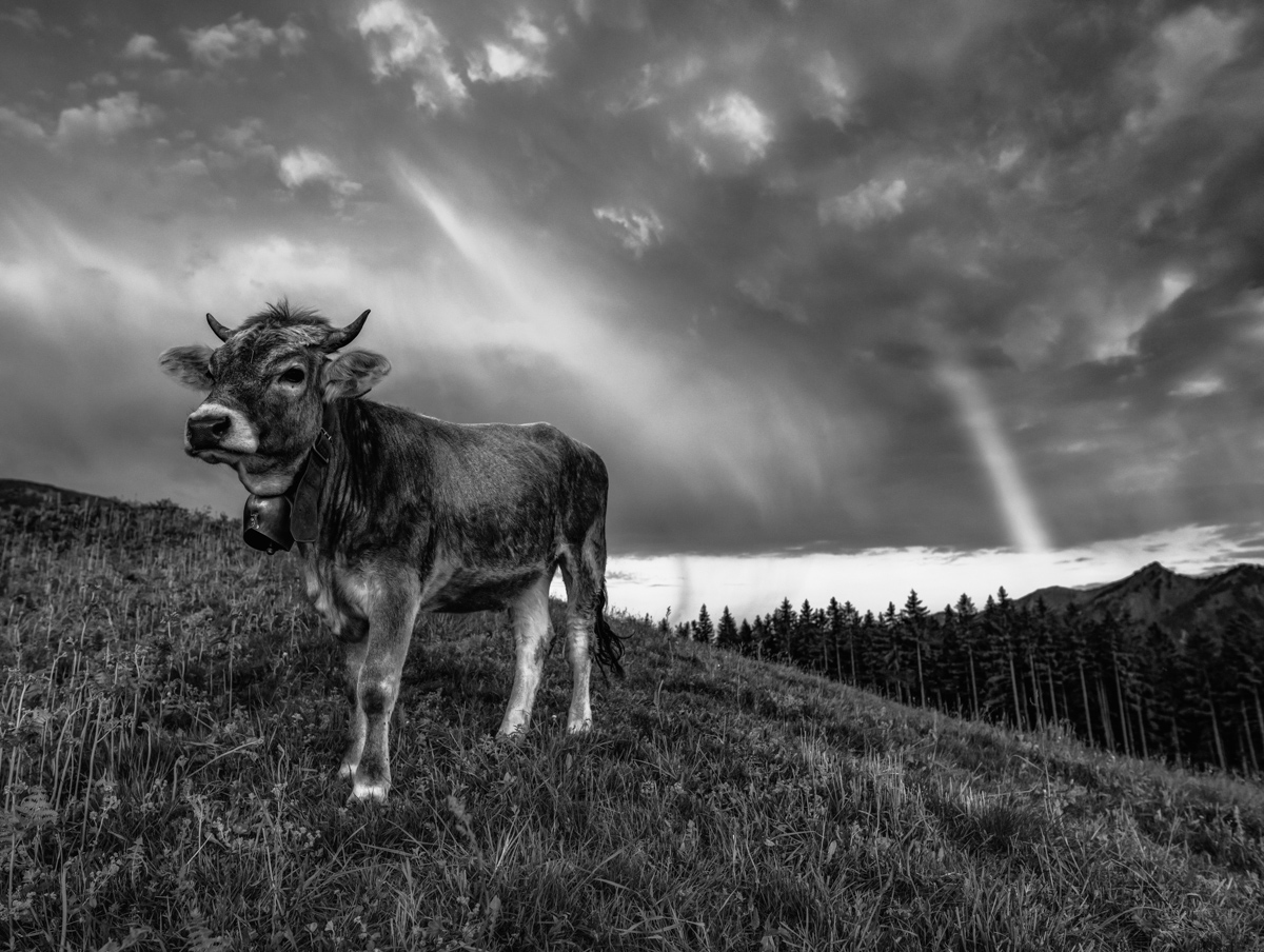 Oberstdorf, Braunvieh vor dramatischem Regenbogen, Gewitterstimmung - Tierfotografie Oberallgäu