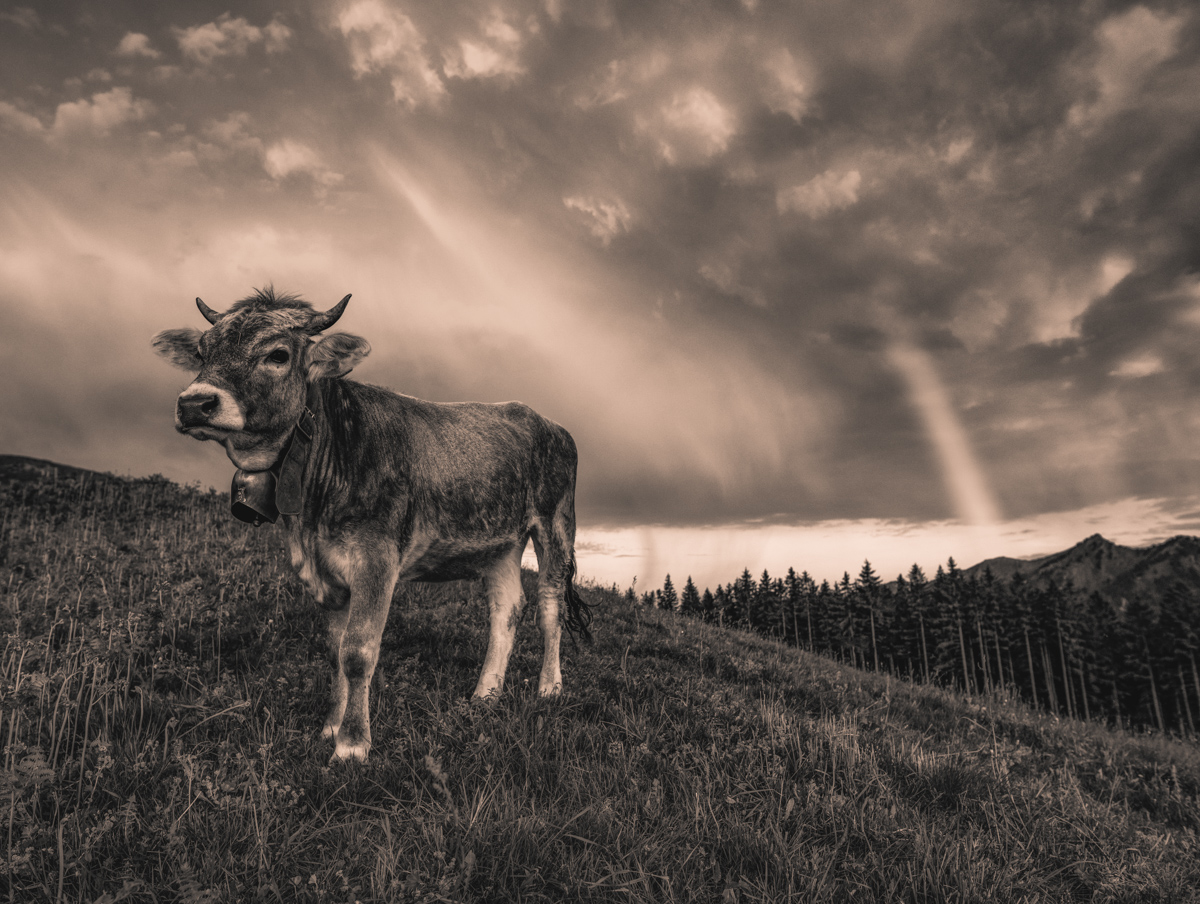 Oberstdorf, Kuh auf Almhügel mit Regenbogen und Gewitterwolken, Sepia Naturschauspiel - Tierfotografie Oberallgäu