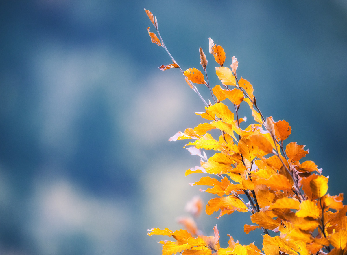 Allgäu, Goldenes Herbstlaub im Gegenlicht vor blauem Himmel, Leuchtende Herbstfarben - Naturfotografie Allgäu