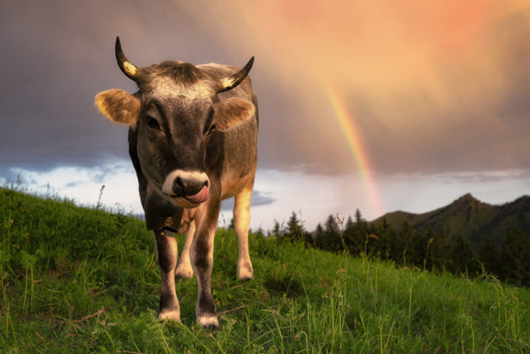 Lieblingsbild · Nr. 3268